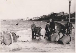 Bagging mussels, middle slip, circa 1930.